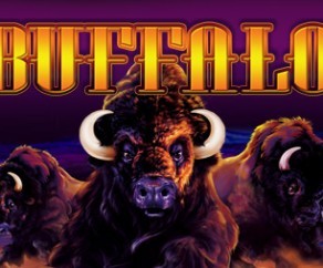 Buffalo Slot Vlt